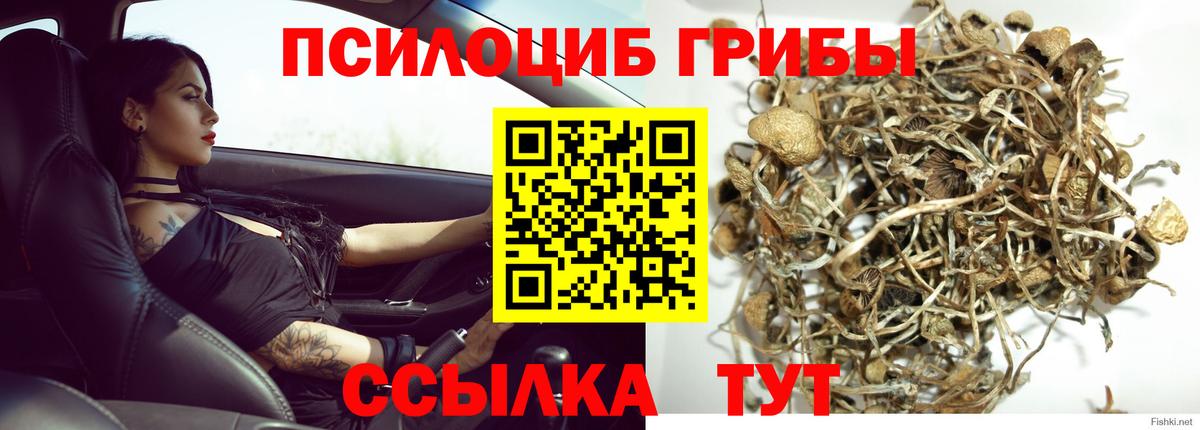 Галлюциногенные грибы Cubensis Черкесск